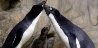 Cantineoqueteveo News - Los pingüinos gay juntos.