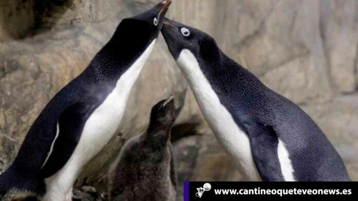 Cantineoqueteveo News - Los pingüinos gay juntos.