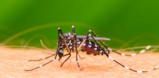 Cantineoqueteveo News - epidemia dengue honduras