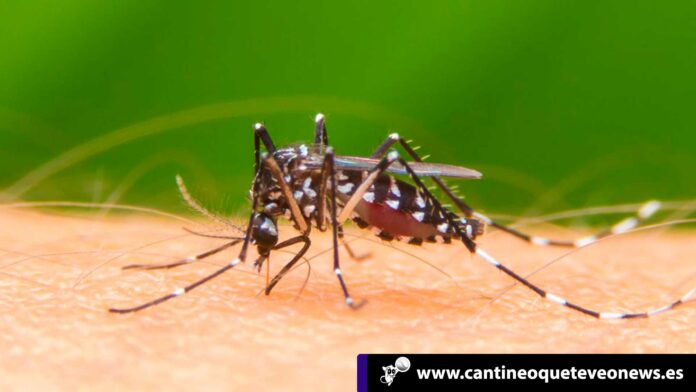 Cantineoqueteveo News - epidemia dengue honduras
