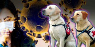 Perros a detectar el coronavirus - Cantineoqueteveonews