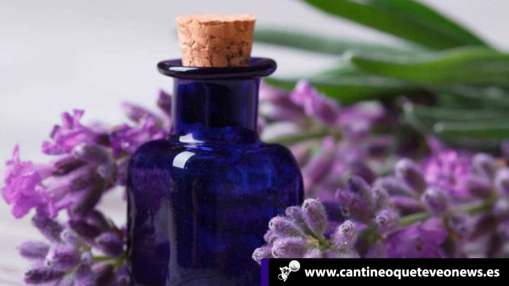 aceites de lavanda - cantineoqueteveonews