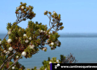 La camariña - alicante españa - Cantineoqueteveo