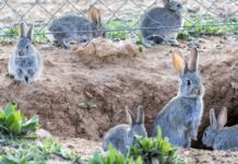 conejo híbrido en los cultivos españoles - cantineoqueteveo news