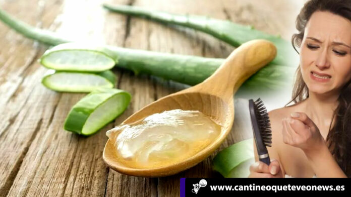 Cantineo-WEB-¿caída-del-cabello--controla-la-caída-con-aloe-vera-¡súper-efectivo! caida del cabello- aloe vera- cantineoqueteveo