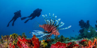 Peligroso pez león invade el Mediterráneo amenazando a Humanos Pez león - cantineoqueteveonews