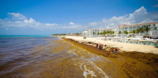 «Mar de sargazo»en Cancún podría ocasionar Pérdidas millonarias Mar de sargazo - cantineoqueteveonews