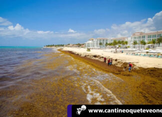 «Mar de sargazo»en Cancún podría ocasionar Pérdidas millonarias Mar de sargazo - cantineoqueteveonews