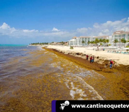 «Mar de sargazo»en Cancún podría ocasionar Pérdidas millonarias Mar de sargazo - cantineoqueteveonews