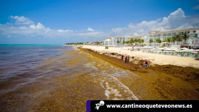 Mar de sargazo. en Cancún podría ocasionar Pérdidas millonarias Mar de sargazo - cantineoqueteveonews