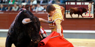 Torero recibe cornada en el recto en una corrida en Madrid¡Vídeo! totero frances- cantineoqueteveonews