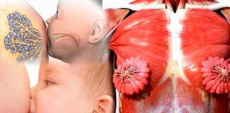 Mujeres: ¡Nuestro cuerpo es mágico! Senos en forma de flor senos en forma de flor - senos femeninos - cuerpo humano femenino - Cantineoqueteveo News