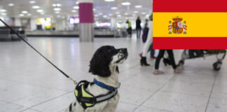 Conoce estos Consejos para entrar con tu mascota legalmente a España CantineoqueteveoNews - Cuando una familia completa decide emigraren busca de nuevas oportunidades; una de las mayores preocupaciones...