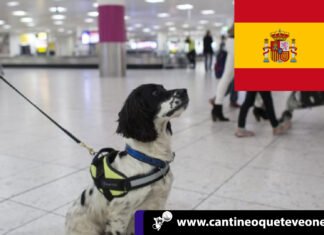 Conoce estos Consejos para entrar con tu mascota legalmente a España CantineoqueteveoNews - Cuando una familia completa decide emigraren busca de nuevas oportunidades; una de las mayores preocupaciones...