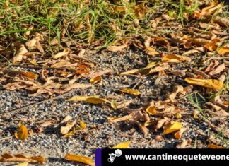 La semana que Aranjuez se llenó de sangre