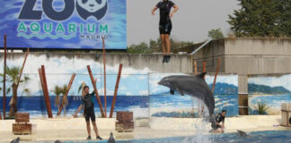 Por maltrato a delfines es investigado el zoo Aquarium de Madrid Cantineoqueteveonews - Investigana Zoo Aquarium de madrid por maltrato a delfines