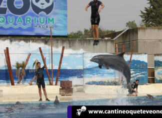 Por maltrato a delfines es investigado el zoo Aquarium de Madrid Cantineoqueteveonews - Investigana Zoo Aquarium de madrid por maltrato a delfines