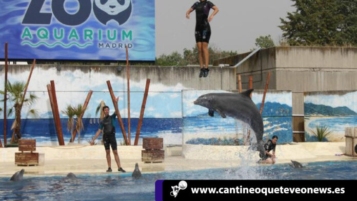 Cantineoqueteveonews - Investigana Zoo Aquarium de madrid por maltrato a delfines