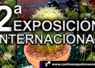 En Madrid se celebra la II exposición Internacional de Cactus Exposición de cactus-madrid-cantineoqueteveonews