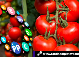 El tomate nutritivo para la salud y rico en vitaminas y minerales Cantineoqueteveonews - El tomate es rico en vitaminas y minerales y benefisioso para nuestra salud