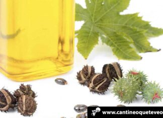 Importancia del Aceite de Ricino con propiedades para nuestra piel y cabello Cantineoqueteveo News - Aceite de Ricino