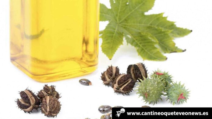 Cantineo-WEB-Aceite-de-ricino-hidratante-para-nuestra-piel-y-cabello Cantineoqueteveo News - Aceite de Ricino