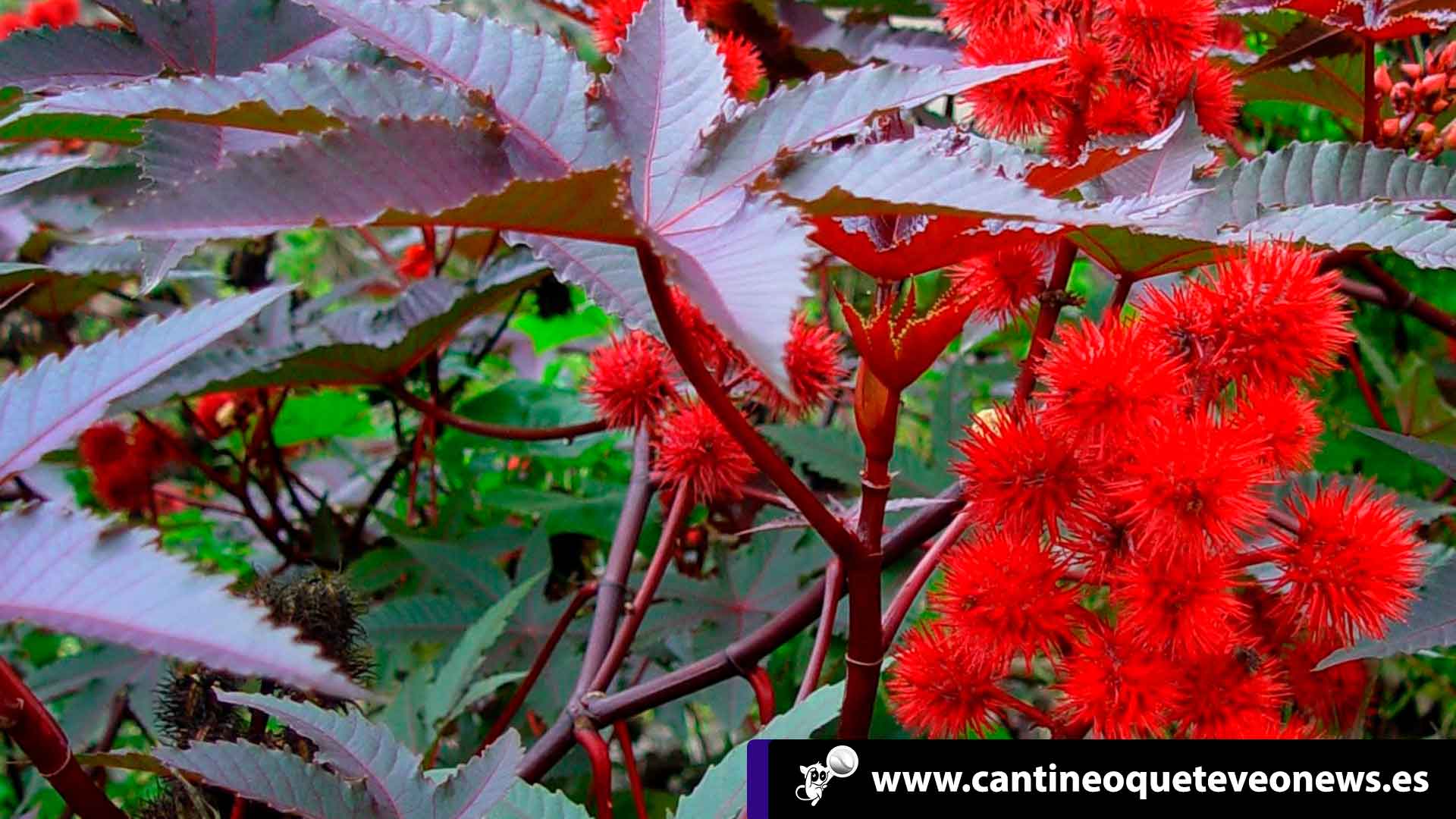 Cantineoqueteveo News - Aceite de Ricino