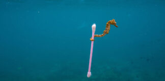 Contaminación plástica afecta cada día la vida marítima en las costas de Europa Cantineoqueteveo News - Contaminación marítima costas europa