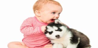 En Georgia muere bebé de tres semanas de nacida por mordida de perro Cantineoqueteveo News - Muere georgia bebe dos semanas