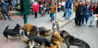 Jauría de perros matan a mordiscos a hombre en zona de Florida Cantineoqueteveo News - Melvin Olds