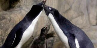 Los pingüinos gay Rio y Eduardo ya han criado tres polluelos juntos Cantineoqueteveo News - Los pingüinos gay juntos.