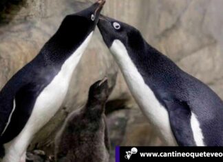 Los pingüinos gay Rio y Eduardo ya han criado tres polluelos juntos Cantineoqueteveo News - Los pingüinos gay juntos.