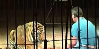 Cantineoqueteveo News - Tigres-atacan matan domador