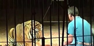 Tigres matan a domador de animales salvaje en un circo italiano Cantineoqueteveo News - Tigres-atacan matan domador