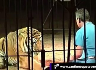 Tigres matan a domador de animales salvaje en un circo italiano Cantineoqueteveo News - Tigres-atacan matan domador