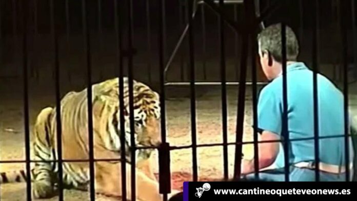 Cantineo-WEB-Tigres-atacan--matan-domador-animales-alvajes-circo-italiano Cantineoqueteveo News - Tigres-atacan matan domador