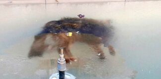 Perro congelado en Bolivia por bajas temperaturas viraliza redes sociales Cantineoqueteveo News - Perro congelado en Bolivia