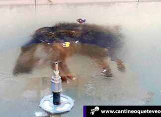 Perro congelado en Bolivia por bajas temperaturas viraliza redes sociales Cantineoqueteveo News - Perro congelado en Bolivia