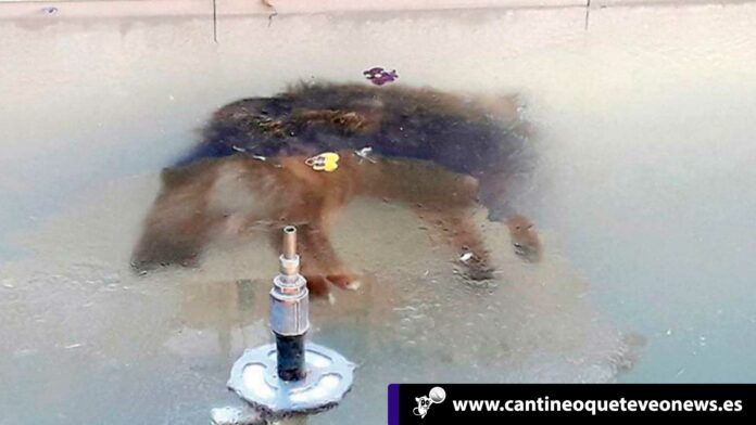 Cantineo-WEB-perro-congelado-bolivia Cantineoqueteveo News - Perro congelado en Bolivia