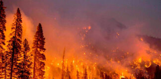 Incendio en Escorca ha dejado 40 hectáreas en cenizas
