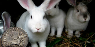 ¿Se han preguntado a dónde fueron a parar los gazapos en España? gazapos en España - Cantineoqueteveonews