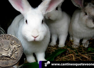 ¿Se han preguntado a dónde fueron a parar los gazapos en España? gazapos en España - Cantineoqueteveonews