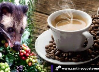 ¿Cómo es el paradoxurus hermaphroditus precursor del kopi luwak cafe? kopi luwak cafe - Cantineoqueteveonews