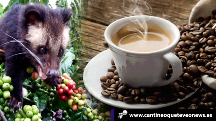 Kopi luwak cafe es el nombre de una marca que posee una historia algo turbia, como el color de su brebaje. kopi luwak cafe - Cantineoqueteveonews