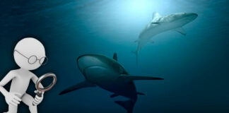 Revistas científicas depredadoras pescan investigadores en español revistas científicas en español depredadoras - Cantineoqueteveonews