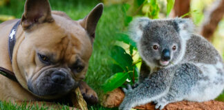 Ventajas de ser un koala vs cuidado de perros en el III Mundo Cuidado de perros - Cantineoqueteveonews