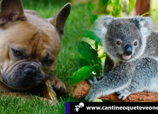 Ventajas de ser un koala vs cuidado de perros en el III Mundo Cuidado de perros - Cantineoqueteveonews