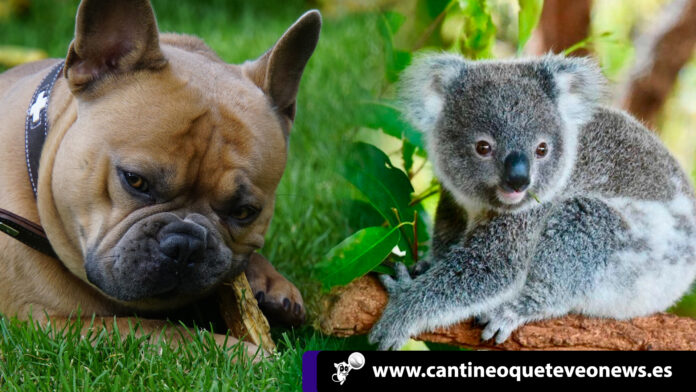 Los koalas tiene ventaja frente al cuidado de los perros de acuerdo a los últimos acontecimiento de Australia. Cuidado de perros - Cantineoqueteveonews