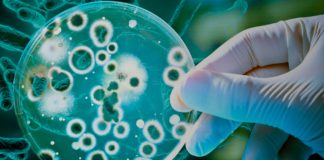 La guerra de los mundos o nuestra alianza con las bacterias Las bacterias - Cantineoqueteveonews