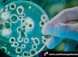 La guerra de los mundos o nuestra alianza con las bacterias Las bacterias - Cantineoqueteveonews